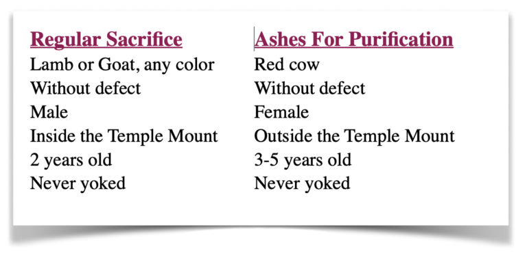 Vache Rouge Israel How Israel's Red Heifers Started The Oct. 7 War - Compass International